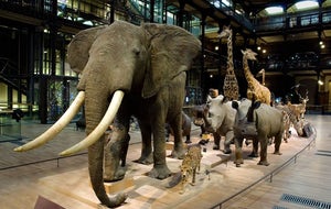 Grande Galerie de l'Evolution I Réservation d'un créneau horaire obligatoire
 Pierres Précieuses