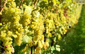 Visite Guidée de Reims Champagne au départ de Paris